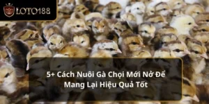 Nuôi gà chọi mới nở