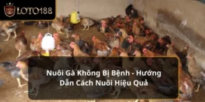 Nuôi gà không bị bệnh
