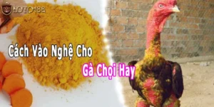 Vào Nghệ Cho Gà Chọi