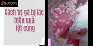 Bí Quyết Cách Trị Gà Bị Lác Đơn Giản Và Hiệu Quả Nhất 2024