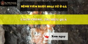 Cách Điều Trị Bệnh Viêm Ruột Hoại Tử Ở Gà Đạt Chuẩn 2024