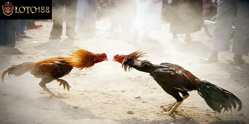Hướng Dẫn Cách Xem Trực Tiếp Đá Gà C1 Không Giật Lag